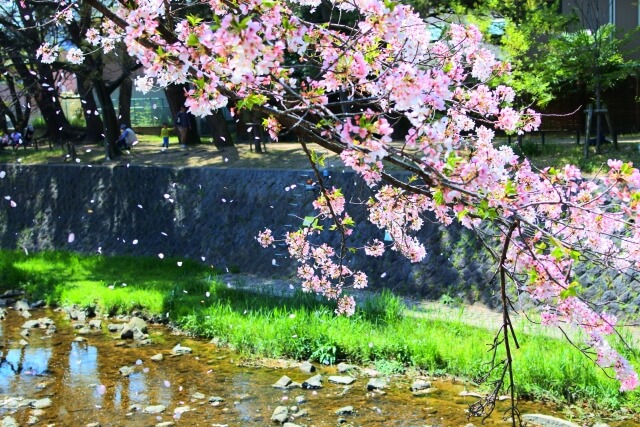夙川公園の桜の花見