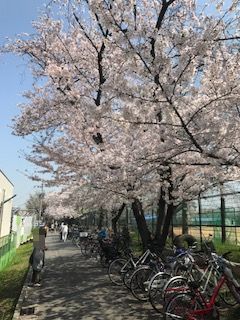 柴島浄水場桜並木