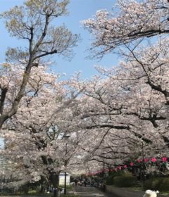 柴島浄水場の桜並木の通り抜け　桜のトンネル