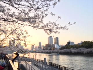 天満橋桜