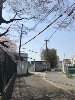 柴島浄水場の桜