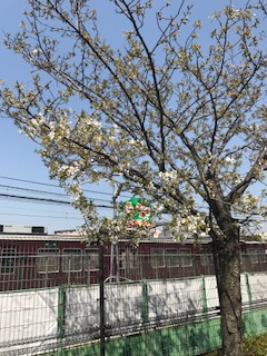 柴島浄水場の桜と阪急電車