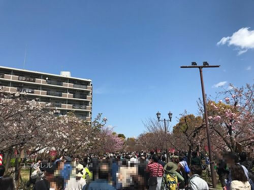 桜の通り抜けの開花状況