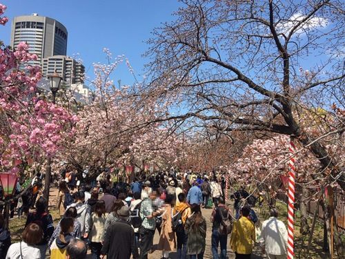 造幣局桜の通り抜けの混み具合